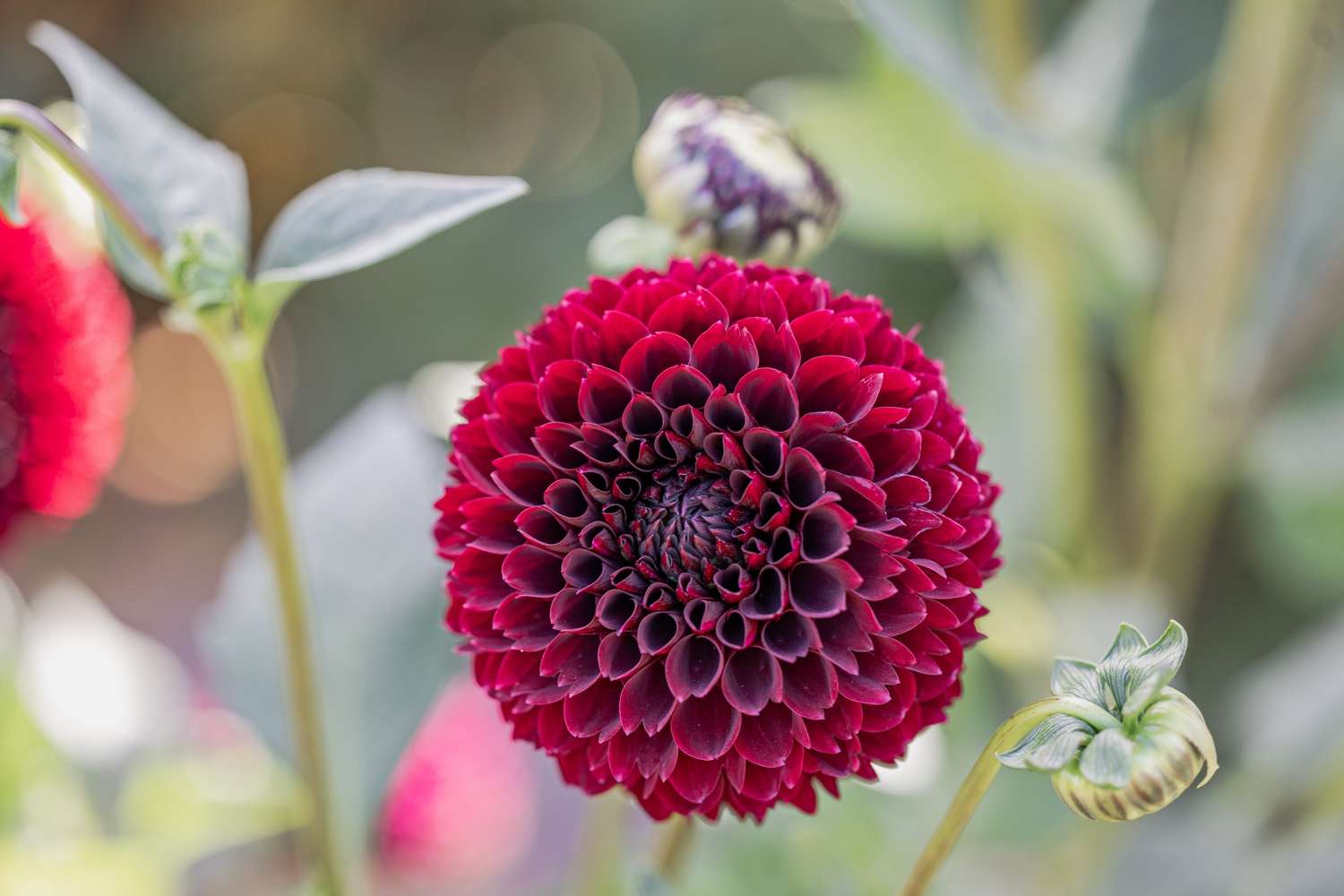 Dahlie 'Jowey Mirella'
